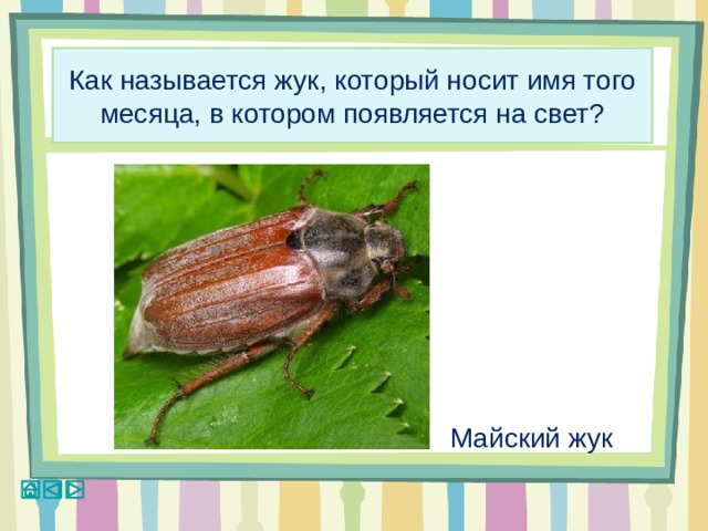 Название 1 жуков. Жуки и их названия. Название Жуков окружающий мир 1 класс. Майский Жук как называется по другому. Как назвать майского жука имя для жука.