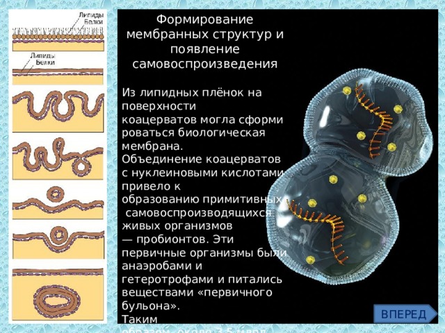 Формирование мембранных структур и появление самовоспроизведения Из липидных плёнок на поверхности коацерватов могла сформироваться биологическая мембрана. Объединение коацерватов с нуклеиновыми кислотами привело к образованию примитивных  самовоспроизводящихся живых организмов — пробионтов. Эти первичные организмы были анаэробами и гетеротрофами и питались веществами «первичного бульона». Таким образом, около 3,5 млрд лет назад, согласно этой гипотезе, завершилось зарождение жизни на Земле. ВПЕРЕД 