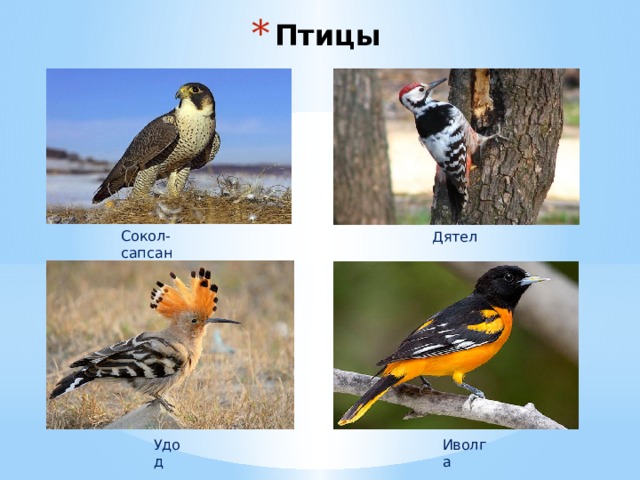 Птицы Сокол-сапсан Дятел Удод Иволга 
