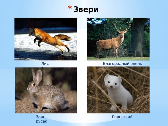 Звери Благородный олень Лиса Заяц-русак Горностай 