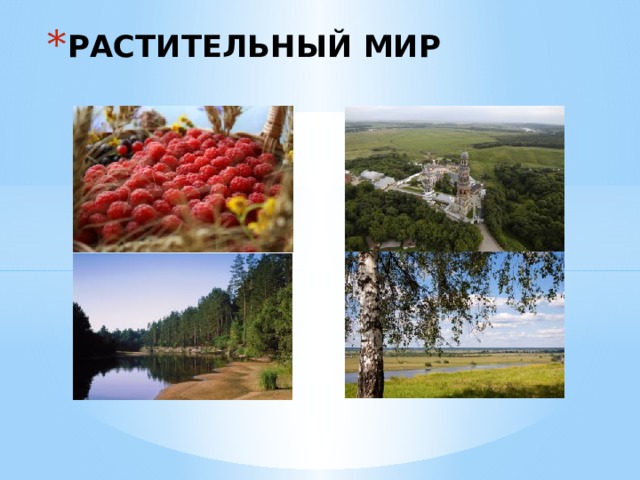РАСТИТЕЛЬНЫЙ МИР 