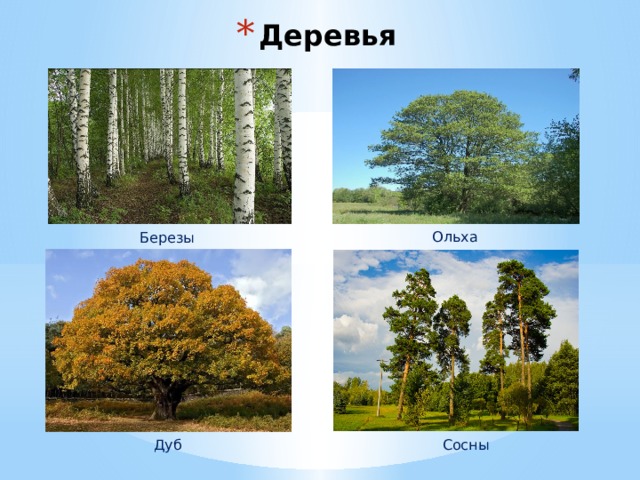 Деревья Ольха Березы Дуб Сосны 