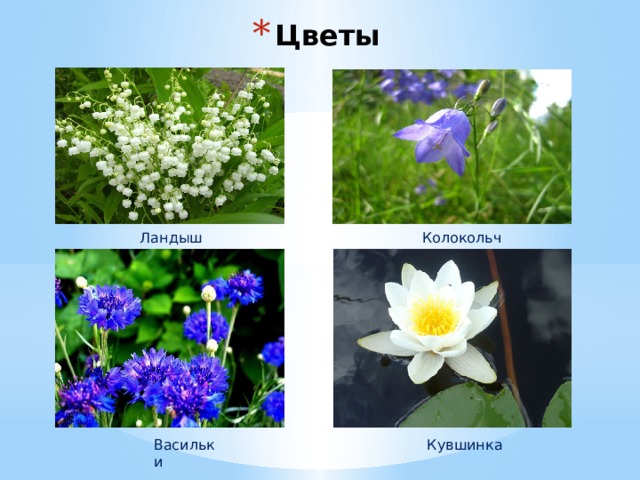 Цветы Ландыш Колокольчик Васильки Кувшинка 