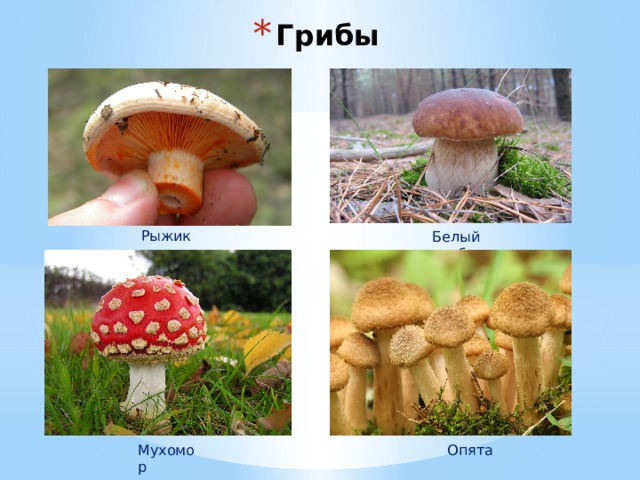 Грибы Рыжик Белый гриб Мухомор Опята 