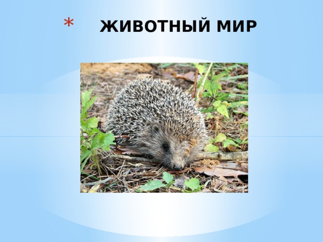 ЖИВОТНЫЙ МИР 