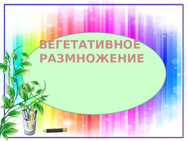 Вегетативное  размножение 