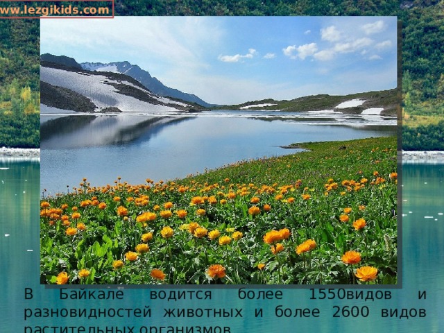 www.lezgikids.com В Байкале водится более 1550видов и разновидностей животных и более 2600 видов растительных организмов. 