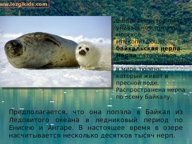 www.lezgikids.com В Байкале встречается уникальное, типично морское млекопитающее - байкальская нерпа . Нерпа - это символ Байкала, единственный в мире тюлень, который живет в пресной воде. Распространена нерпа по всему Байкалу. Предполагается, что она попала в Байкал из Ледовитого океана в ледниковый период по Енисею и Ангаре. В настоящее время в озере насчитывается несколько десятков тысяч нерп. 