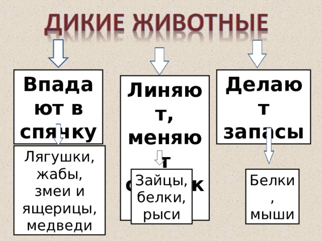 Впадают в спячку Делают запасы Линяют, меняют окраску Лягушки, жабы, змеи и ящерицы, медведи Зайцы, белки, рыси Белки, мыши 