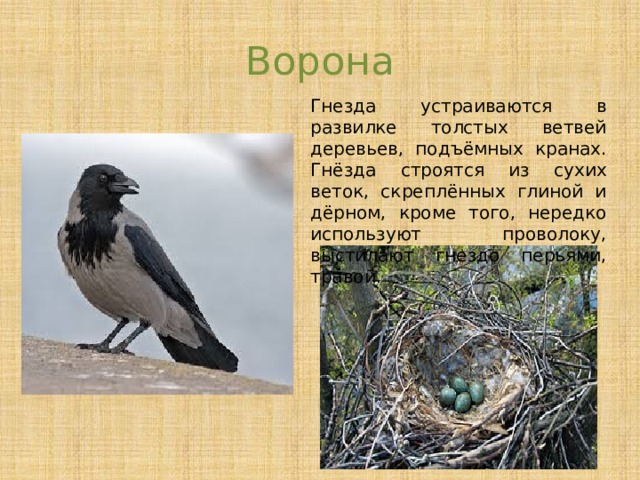 Презентация гнезда птиц