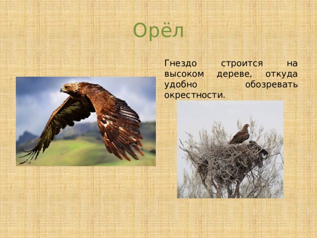 Самое большое гнездо у орла. Гнезда птиц Пермского края. Большие птицы Пермского края. Самая большая птица в Пермском крае.