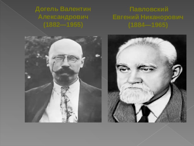 Догель Валентин Александрович   (1882—1955) Павловский Евгений Никанорович (1884—1965)   