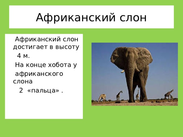 Рост африканского слона. Высота африканского слона.