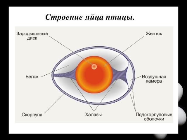 Строение яйца  