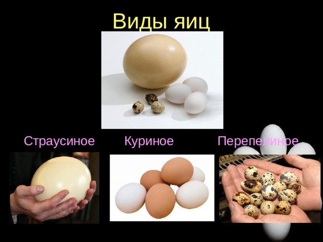 Виды яиц Страусиное Куриное Перепелиное  