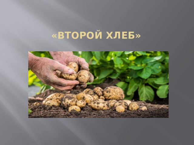 «Второй хлеб» 