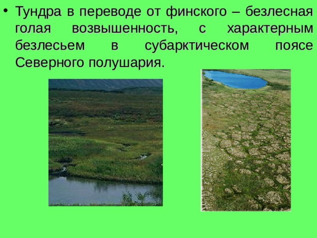 Тундра в переводе от финского – безлесная голая возвышенность, с характерным безлесьем в субарктическом поясе Северного полушария. 