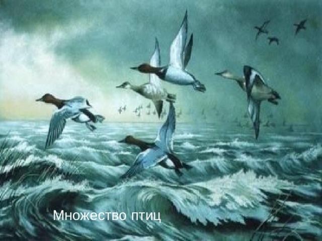 Множество птиц 