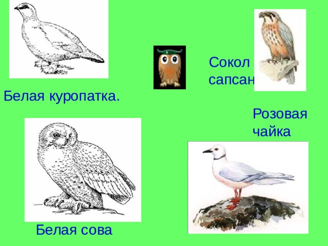 Сокол - сапсан Белая куропатка. Розовая чайка Белая сова 