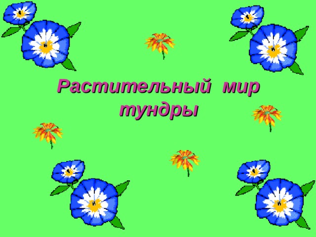 Растительный мир тундры 