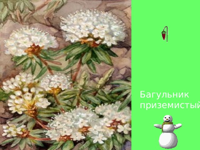Багульник приземистый 