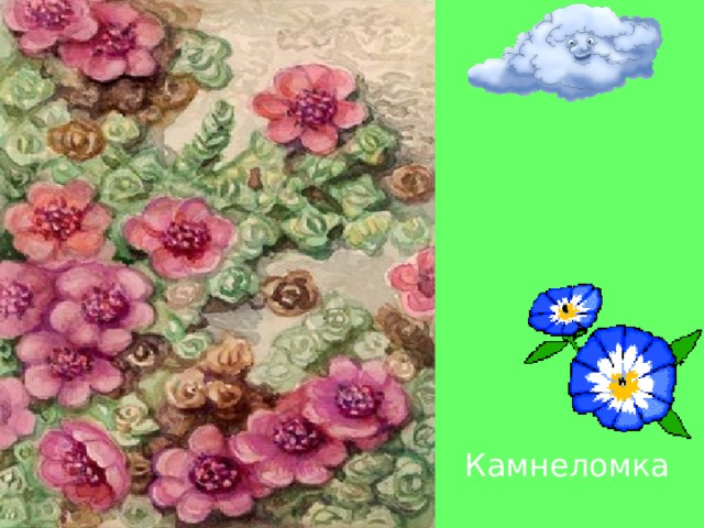 Камнеломка 