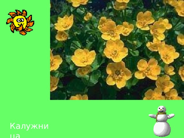 Калужница 