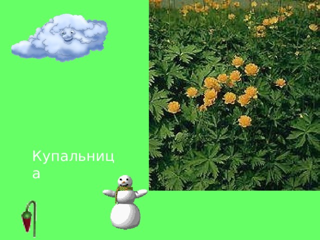 Купальница 
