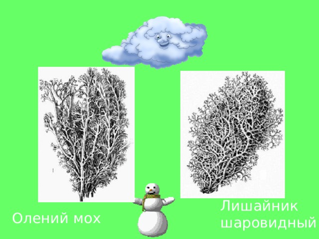 Лишайник шаровидный Олений мох  