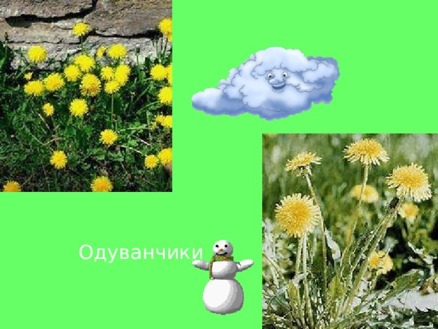 Одуванчики 