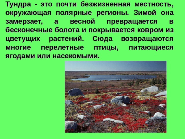 Тундра - это почти безжизненная местность, окружающая полярные регионы. Зимой она замерзает, а весной превращается в бесконечные болота и покрывается ковром из цветущих растений. Сюда возвращаются многие перелетные птицы, питающиеся ягодами или насекомыми. 