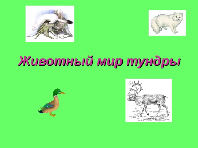Животный мир тундры 