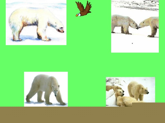 Белые медведи 