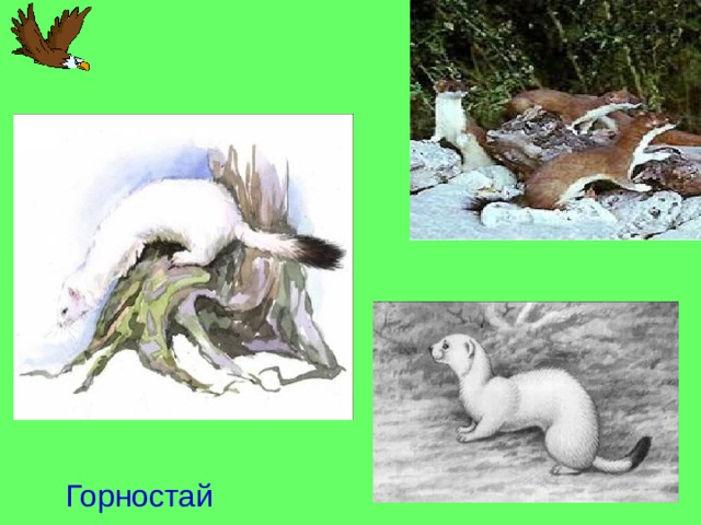 Горностай 