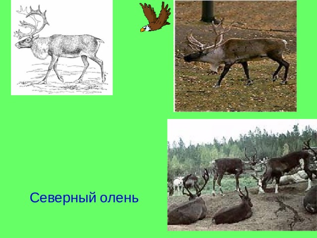 Северный олень 