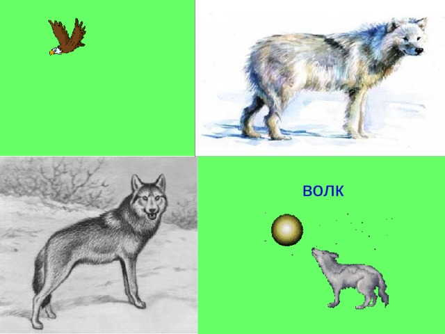  волк 