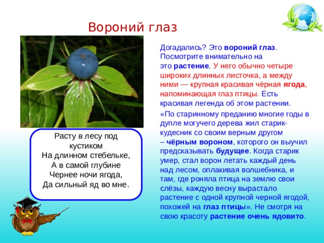 Вороний глаз   Догадались? Это  вороний глаз . Посмотрите внимательно на это  растение . У него обычно четыре широких длинных листочка, а между ними — крупная красивая чёрная  ягода , напоминающая глаз птицы. Есть красивая легенда об этом растении.  «По старинному преданию многие годы в дупле могучего дерева жил старик-кудесник со своим верным другом –  чёрным вороном , которого он выучил предсказывать  будущее . Когда старик умер, стал ворон летать каждый день над лесом, оплакивая волшебника, и там, где роняла птица на землю свои слёзы, каждую весну вырастало растение с одной крупной черной ягодой, похожей на  глаз птицы ». Не смотря на свою красоту  растение очень ядовито .  Расту в лесу под кустиком На длинном стебельке, А в самой глубине Чернее ночи ягода, Да сильный яд во мне . 