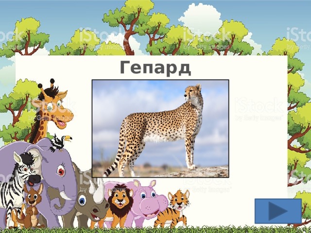 Гепард  
