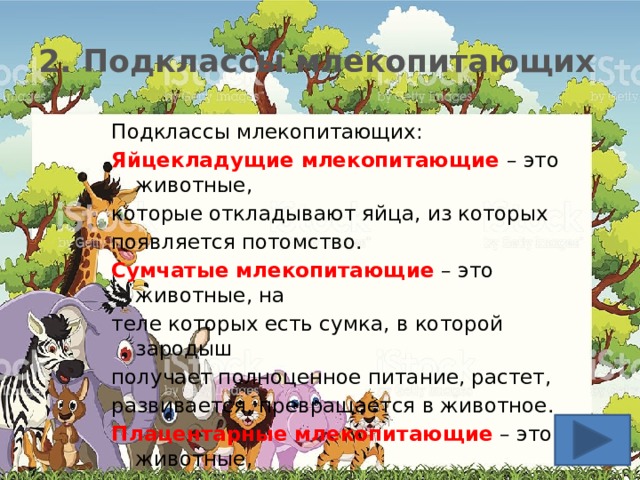 2. Подклассы млекопитающих Подклассы млекопитающих: Яйцекладущие млекопитающие  – это животные, которые откладывают яйца, из которых появляется потомство. Сумчатые млекопитающие  – это животные, на теле которых есть сумка, в которой зародыш получает полноценное питание, растет, развивается, превращается в животное. Плацентарные млекопитающие  – это животные, у которых есть специальный орган – плацента, в котором находится и развивается плод. 
