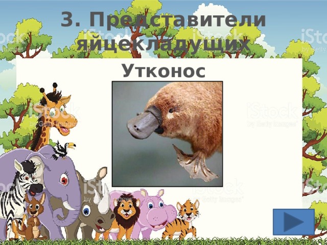 3. Представители яйцекладущих Утконос  