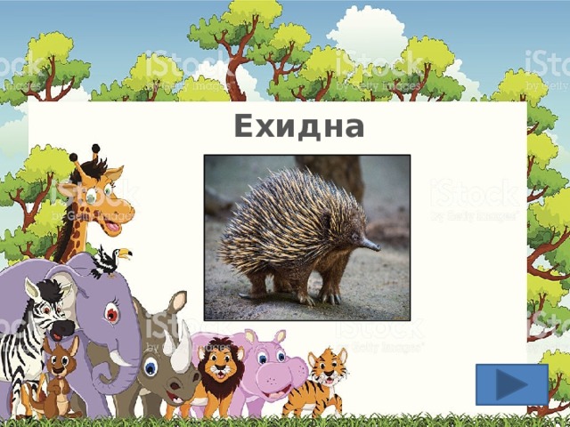 Ехидна 