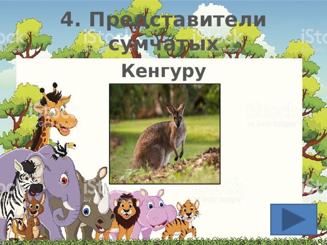 4. Представители сумчатых Кенгуру 