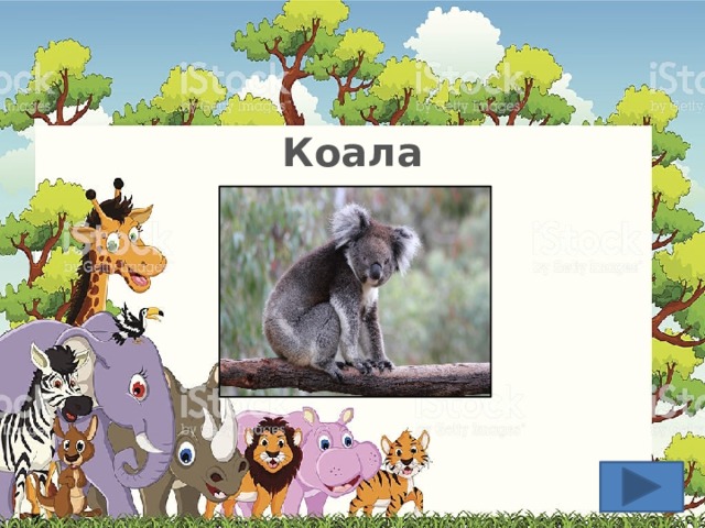 Коала  