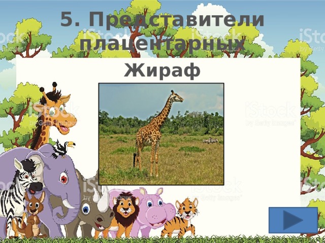 5. Представители плацентарных Жираф  