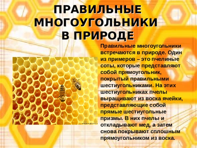ПРАВИЛЬНЫЕ МНОГОУГОЛЬНИКИ  В ПРИРОДЕ Правильные многоугольники встречаются в природе. Один из примеров – это пчелиные соты, которые представляют собой прямоугольник, покрытый правильными шестиугольниками. На этих шестиугольниках пчелы выращивают из воска ячейки, представляющие собой прямые шестиугольные призмы. В них пчелы и откладывают мед, а затем снова покрывают сплошным прямоугольником из воска. 