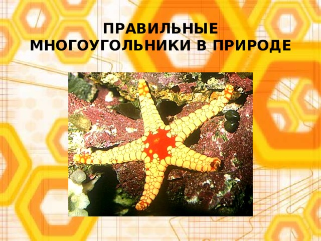 ПРАВИЛЬНЫЕ МНОГОУГОЛЬНИКИ В ПРИРОДЕ 