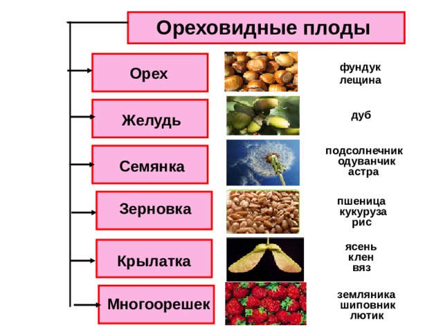 Ореховидные плоды фундук Орех лещина дуб Желудь подсолнечник одуванчик Семянка астра пшеница Зерновка кукуруза рис ясень клен Крылатка вяз земляника Многоорешек шиповник лютик 