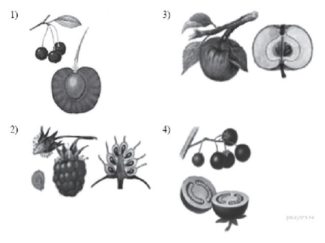 Рассмотрите изображенные на рисунке плоды растений