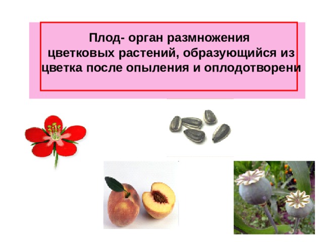 Плод- орган размножения цветковых растений, образующийся из цветка после опыления и оплодотворени 