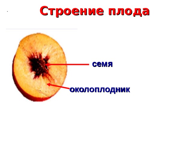 Строение плода картинка